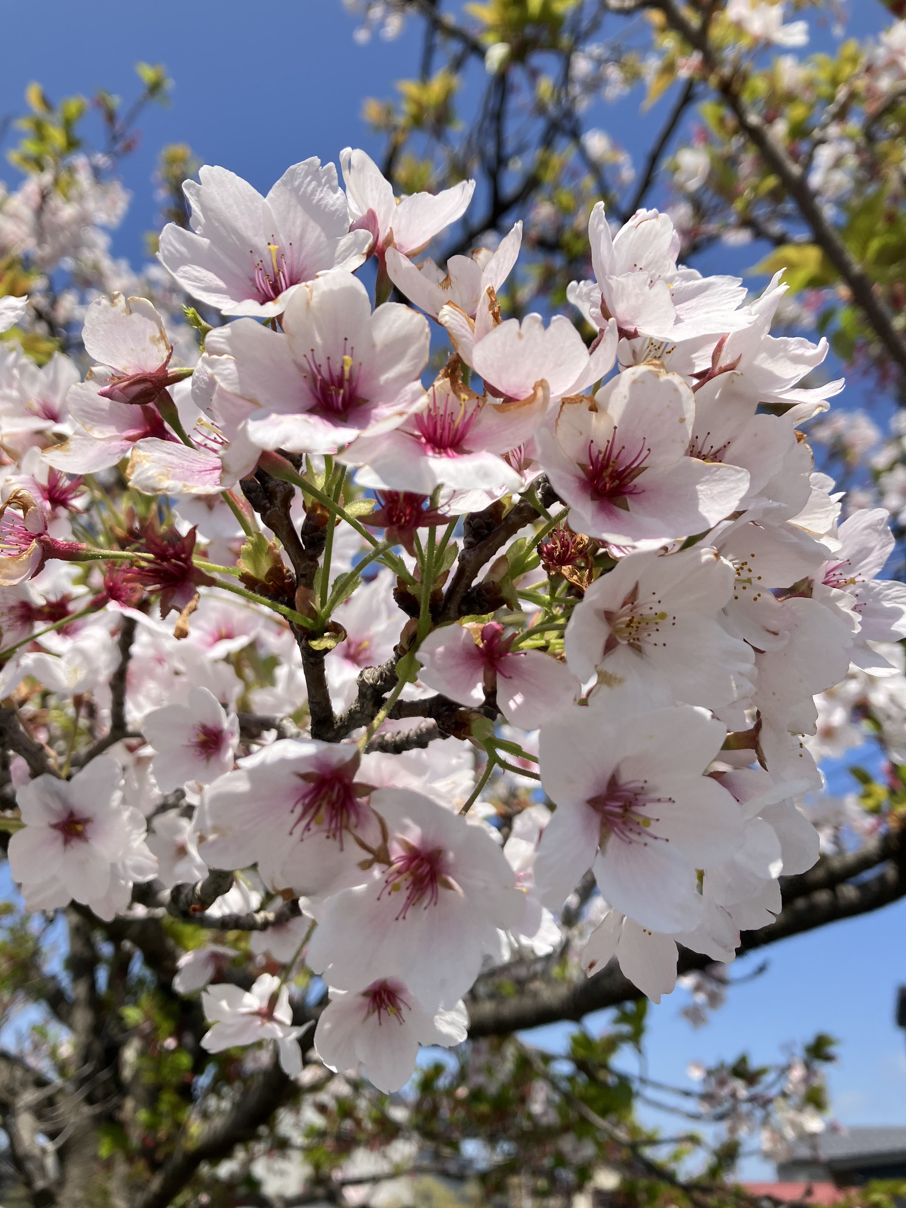 散りゆく桜を眺めつつ、「いろは歌」を学ぶ